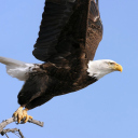 Eagle With Branch wallpaper 128x128