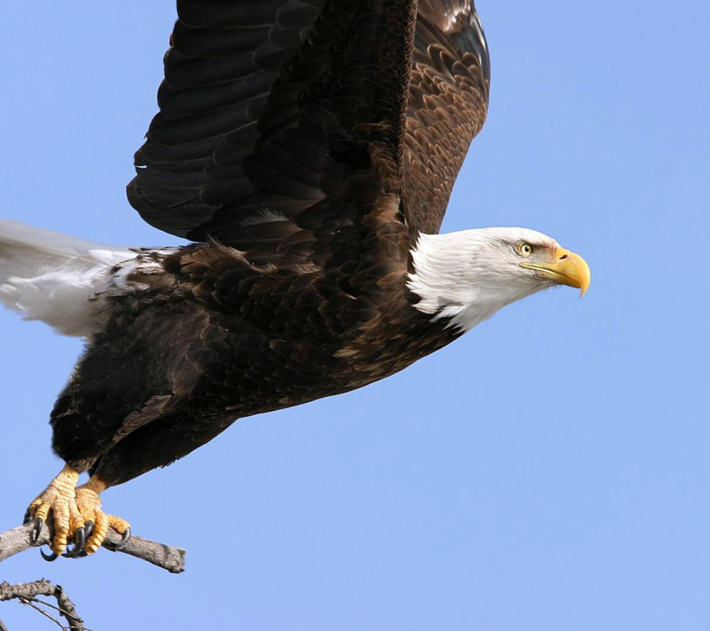 Обои Eagle With Branch 1440x1280