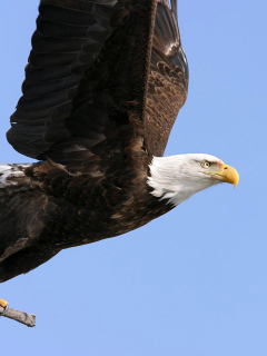 Eagle With Branch wallpaper 240x320