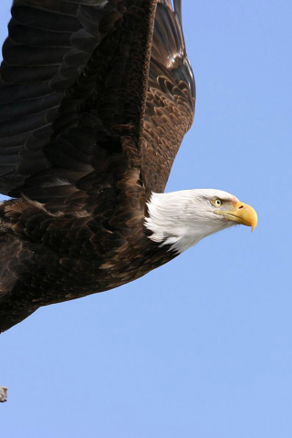 Eagle With Branch screenshot #1 320x480