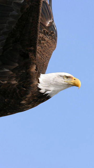 Eagle With Branch wallpaper 360x640