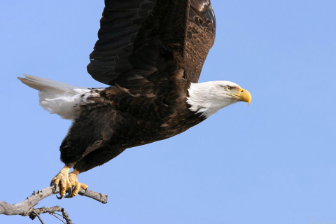 Eagle With Branch wallpaper 480x320
