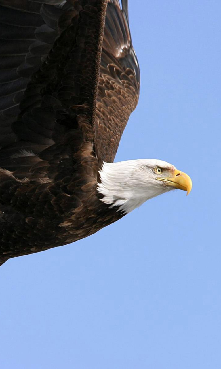 Eagle With Branch wallpaper 768x1280