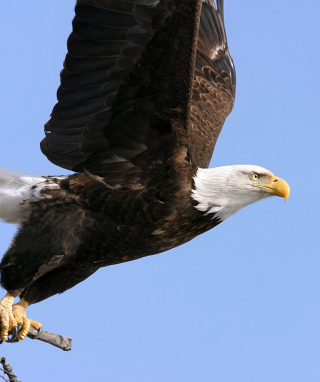 Eagle With Branch - Obrázkek zdarma pro 320x480