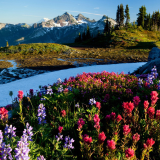 Mountain Flowers Background for HP TouchPad