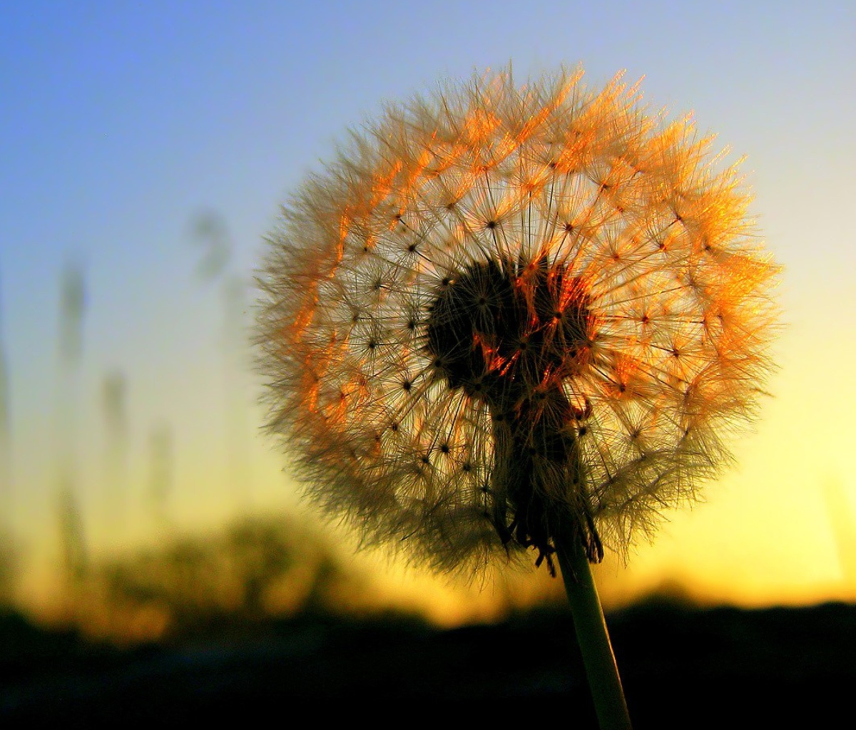 Dandelion At Sunset wallpaper 1200x1024