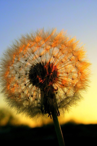 Fondo de pantalla Dandelion At Sunset 320x480