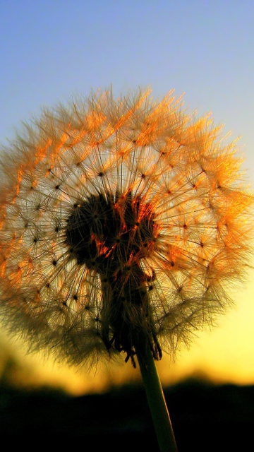 Sfondi Dandelion At Sunset 360x640