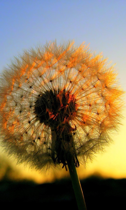 Dandelion At Sunset wallpaper 480x800