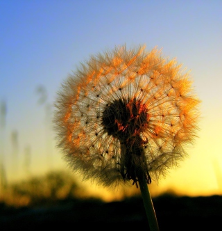 Dandelion At Sunset sfondi gratuiti per 1024x1024