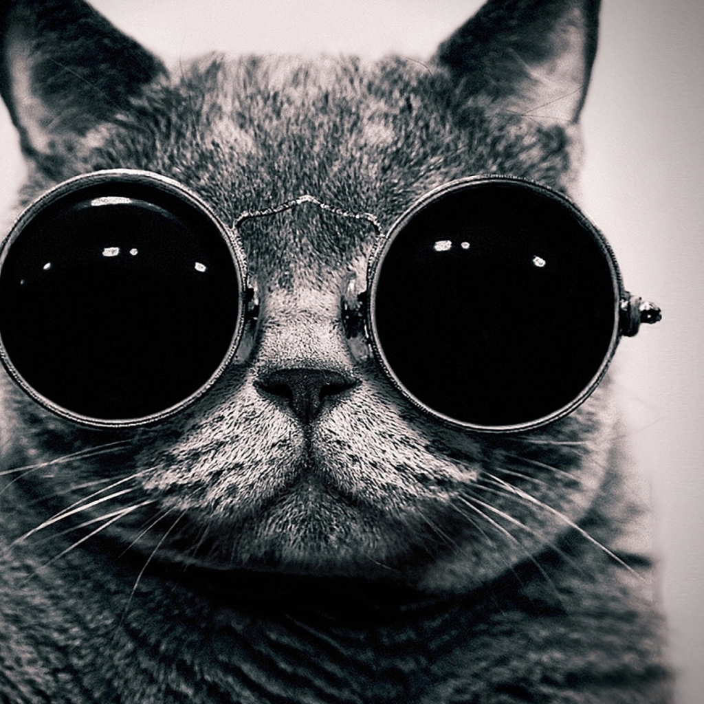 Fondo de pantalla Cat With Glasses 1024x1024
