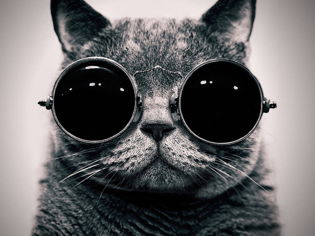 Das Cat With Glasses Wallpaper 1024x768