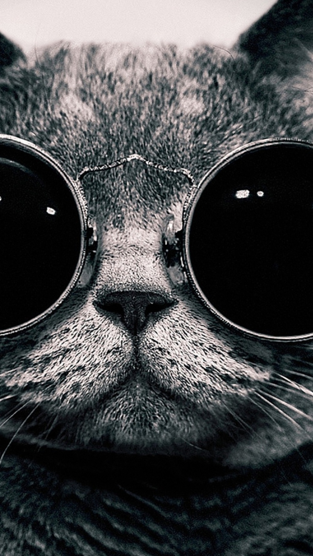 Das Cat With Glasses Wallpaper 1080x1920