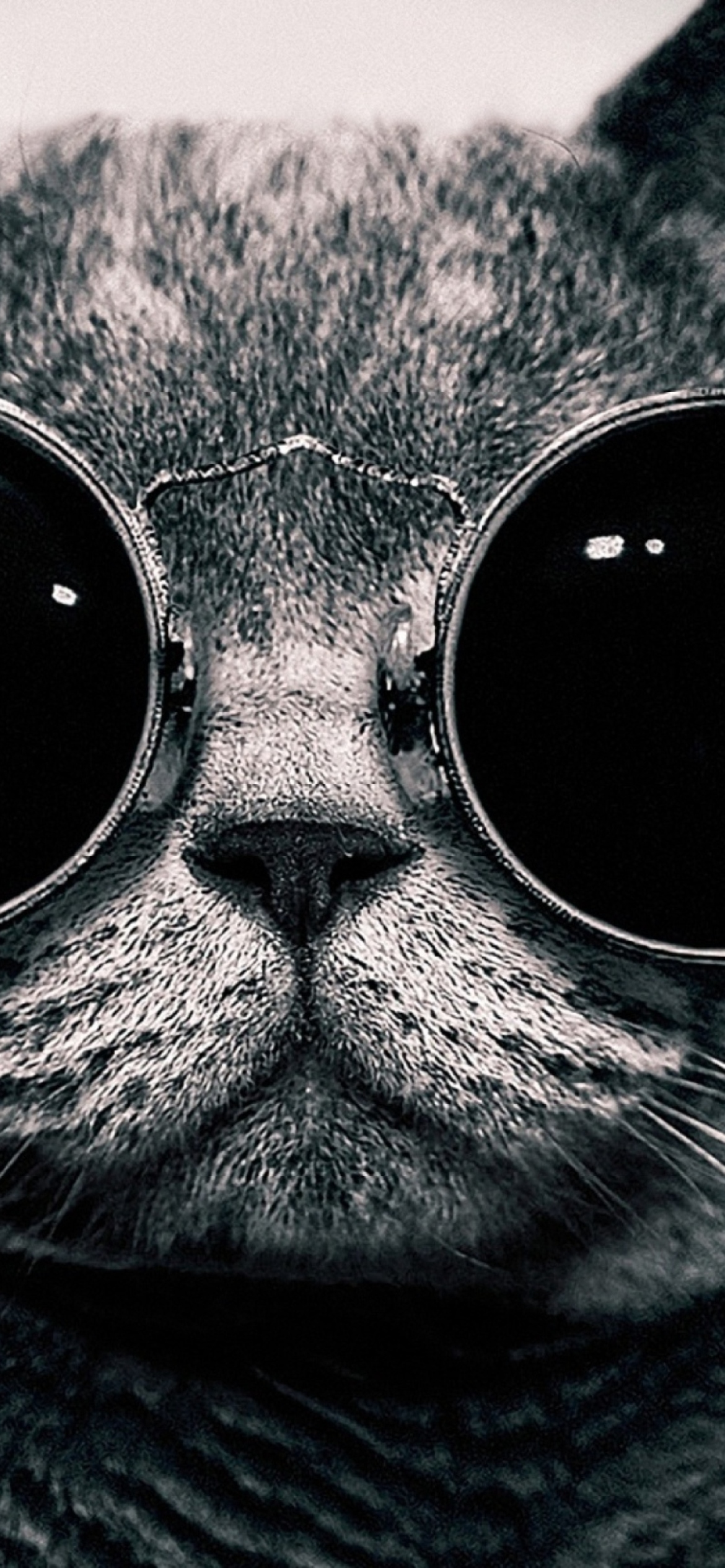 Das Cat With Glasses Wallpaper 1170x2532