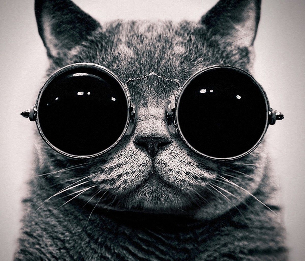 Cat With Glasses wallpaper 1200x1024