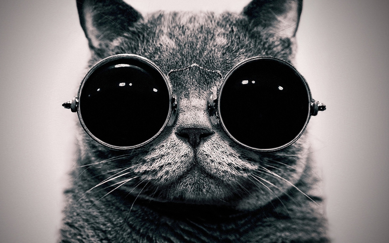 Das Cat With Glasses Wallpaper 1280x800