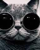 Fondo de pantalla Cat With Glasses 128x160