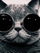 Cat With Glasses wallpaper 132x176