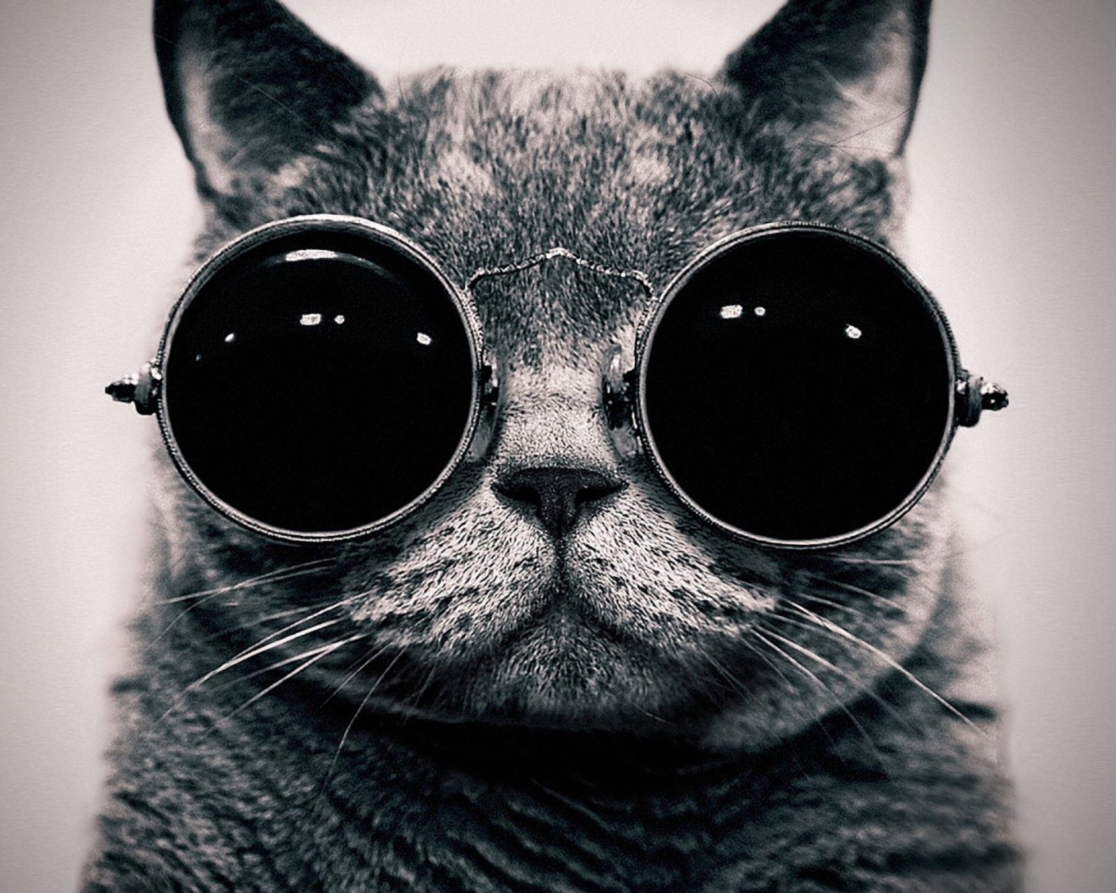 Sfondi Cat With Glasses 1600x1280