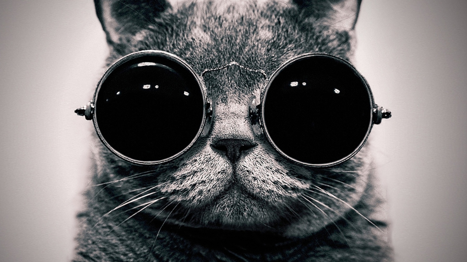Screenshot №1 pro téma Cat With Glasses 1600x900