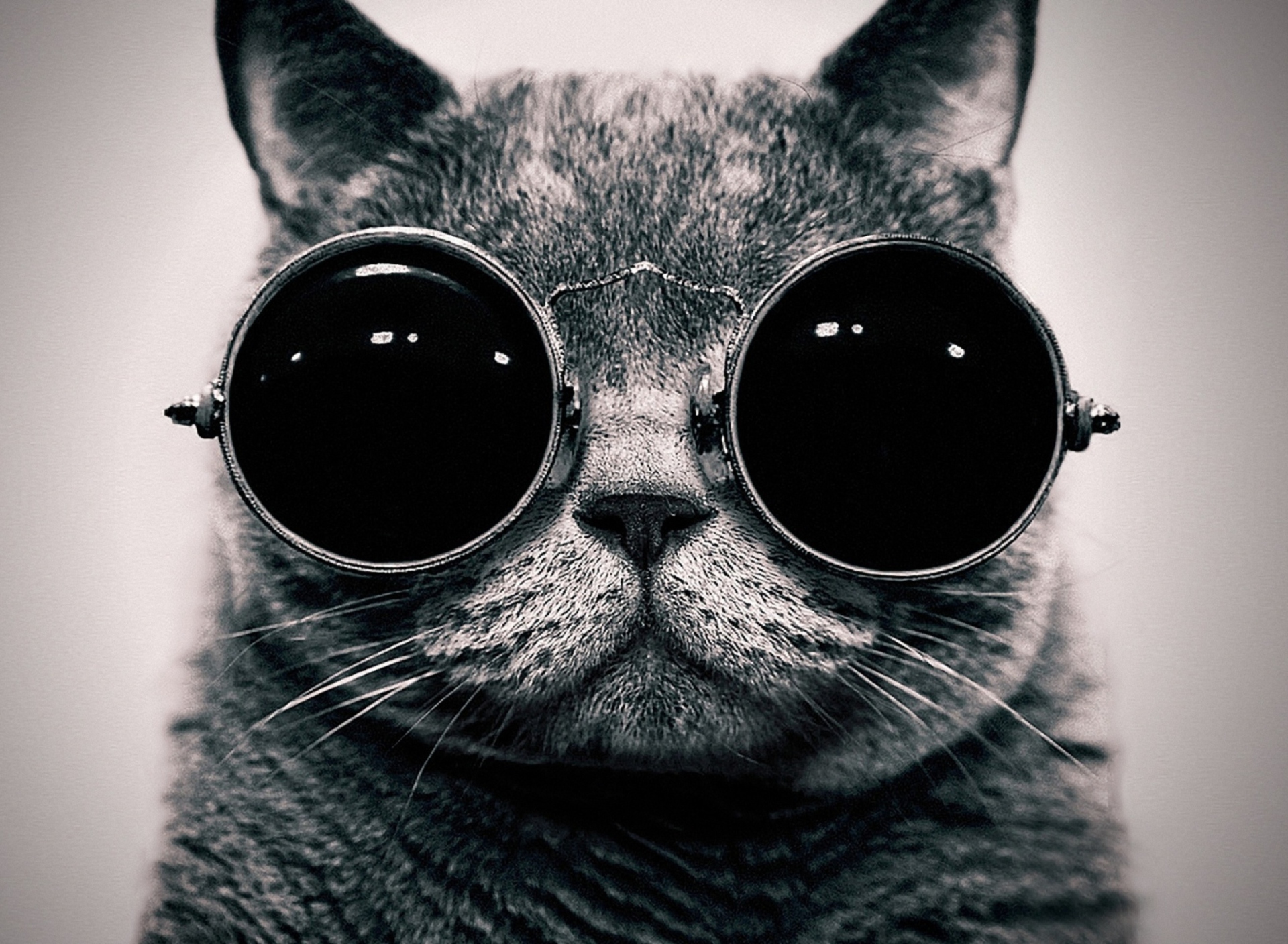 Das Cat With Glasses Wallpaper 1920x1408