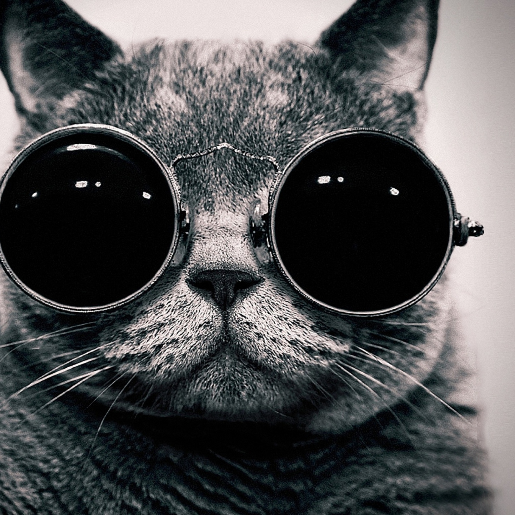 Das Cat With Glasses Wallpaper 2048x2048