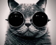 Fondo de pantalla Cat With Glasses 220x176
