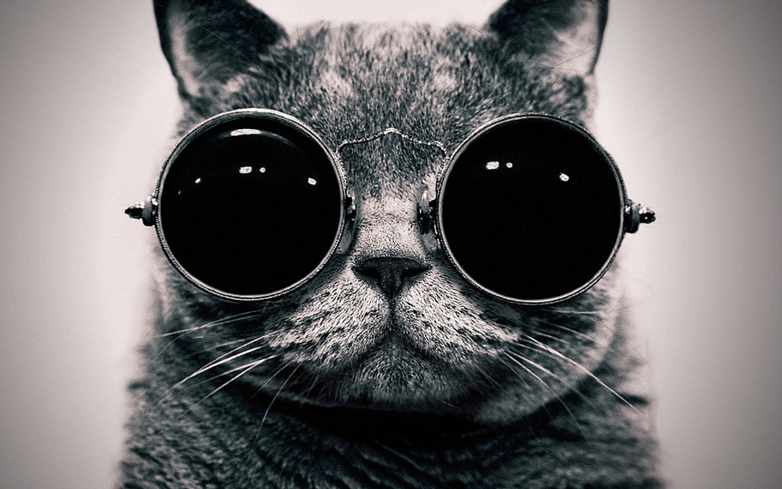 Sfondi Cat With Glasses 2560x1600
