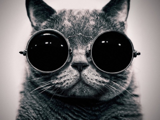 Cat With Glasses wallpaper 320x240