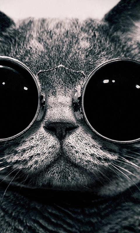Sfondi Cat With Glasses 480x800