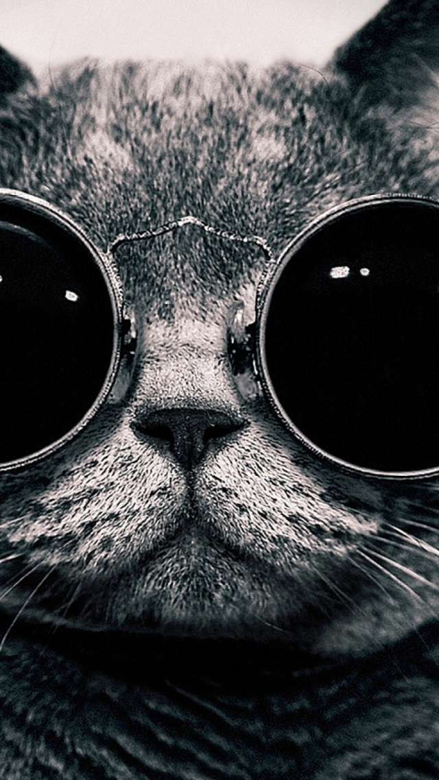 Das Cat With Glasses Wallpaper 640x1136