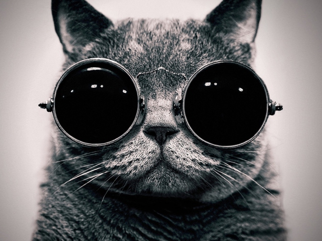 Fondo de pantalla Cat With Glasses 640x480
