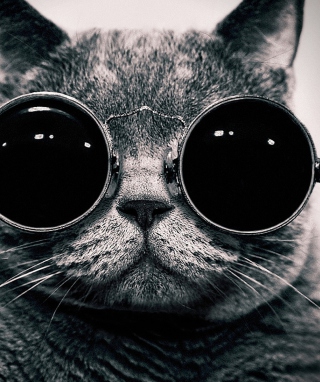 Kostenloses Cat With Glasses Wallpaper für 240x320