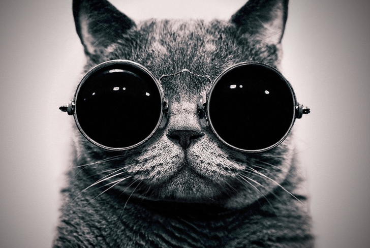 Sfondi Cat With Glasses