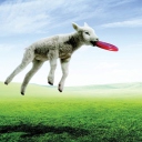 Das Lamb And Frisby Wallpaper 128x128