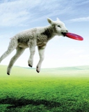 Das Lamb And Frisby Wallpaper 128x160