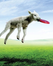 Das Lamb And Frisby Wallpaper 176x220