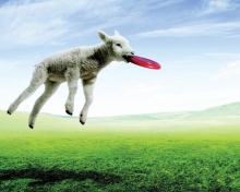 Lamb And Frisby wallpaper 220x176