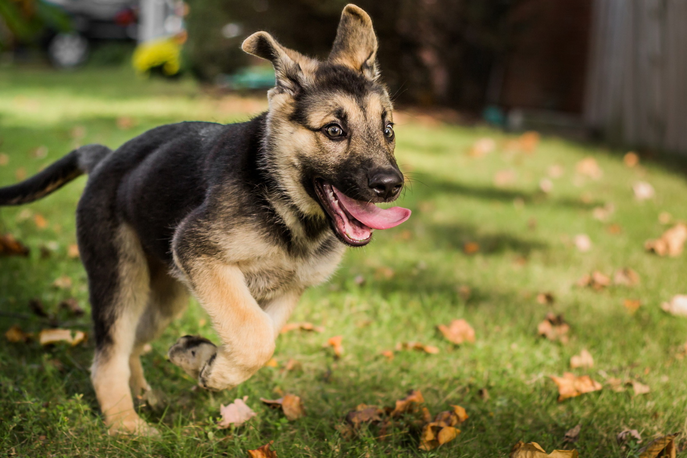 Fondo de pantalla German Shepherd 2880x1920