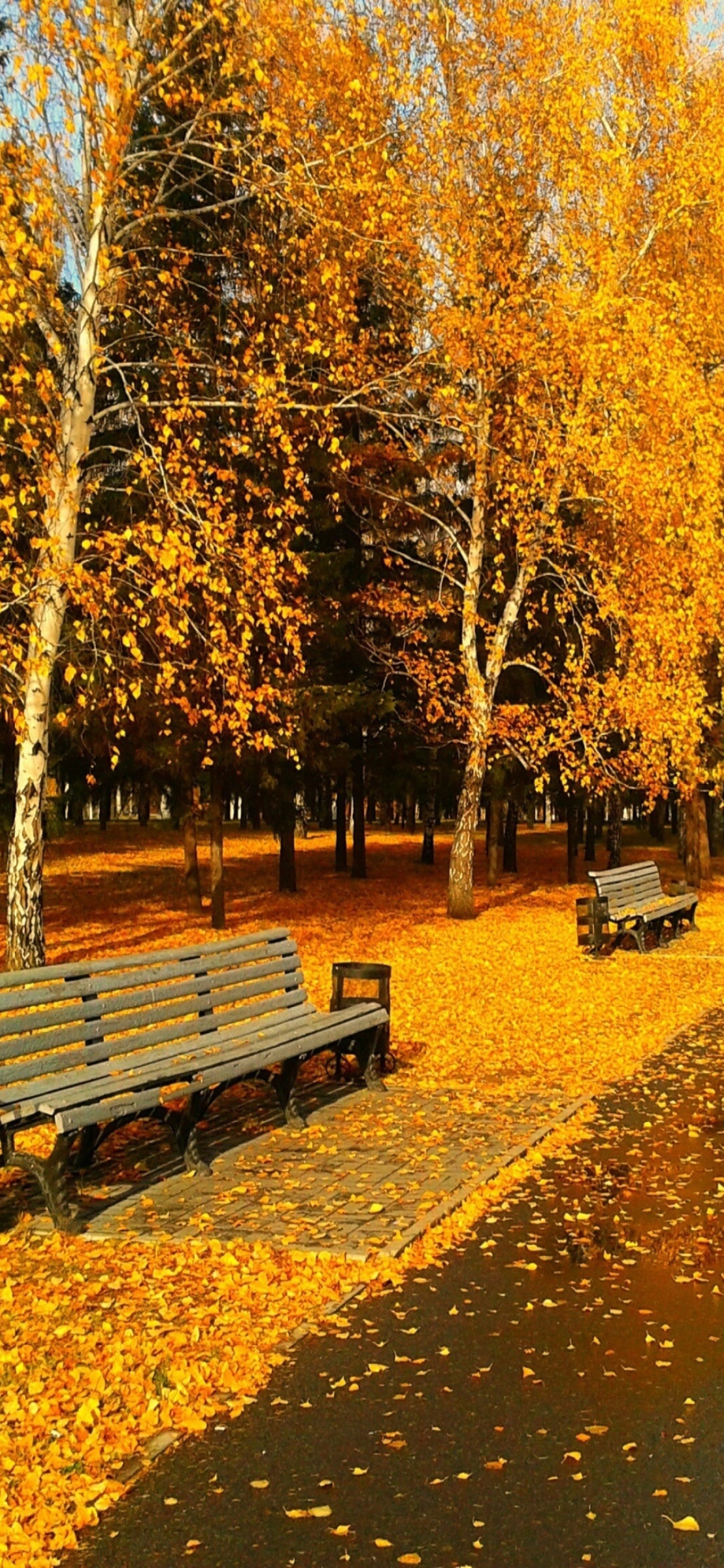 Обои Autumn Park 1170x2532