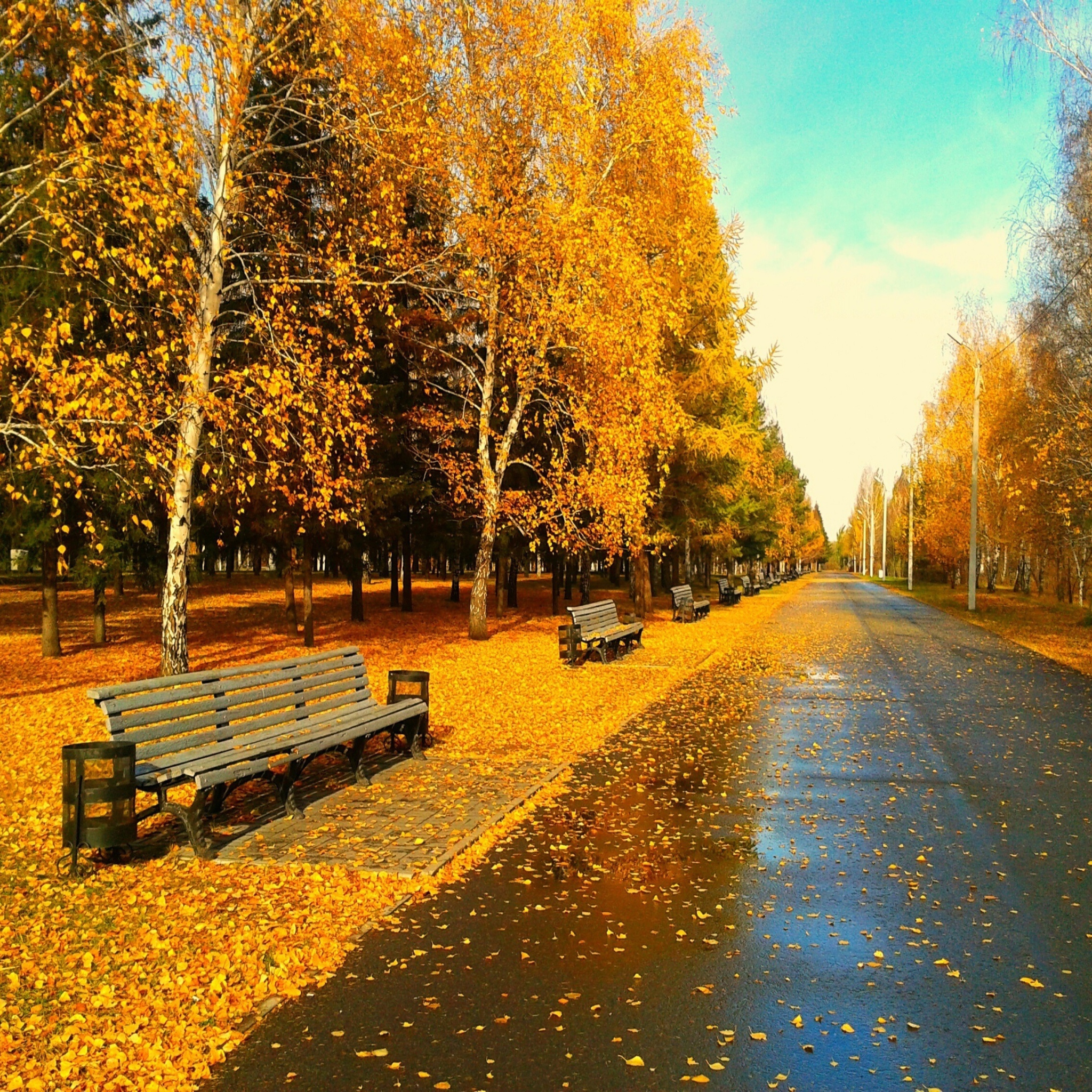 Autumn Park wallpaper 2048x2048