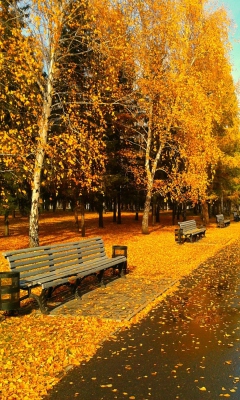 Das Autumn Park Wallpaper 240x400