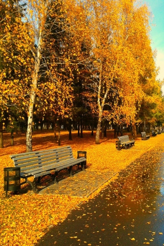 Autumn Park wallpaper 320x480