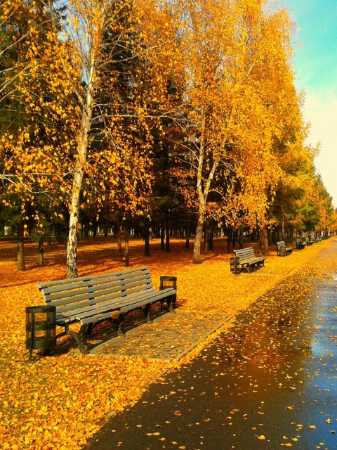 Autumn Park wallpaper 480x640