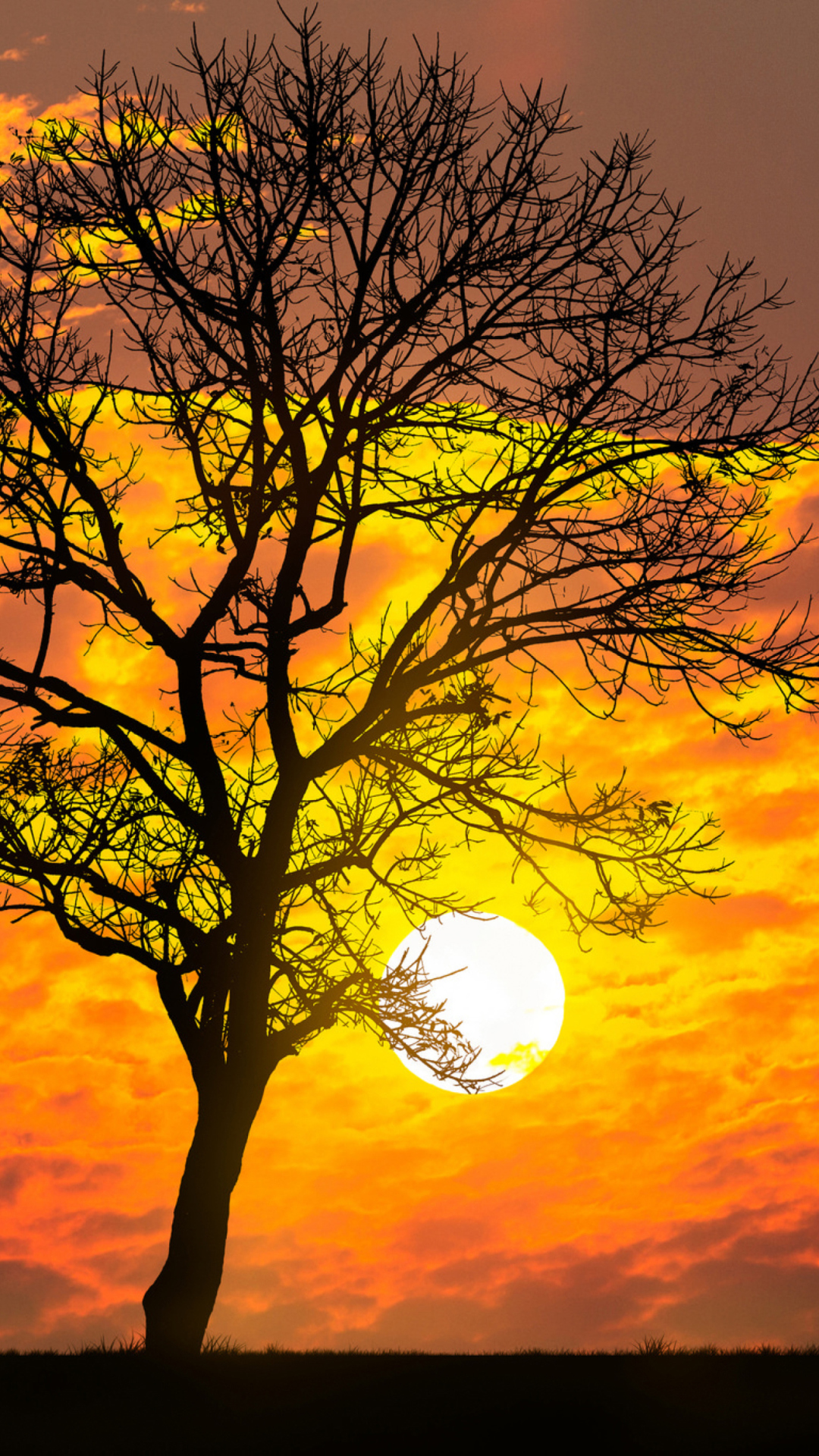 Обои Sunset Behind Branches 1080x1920