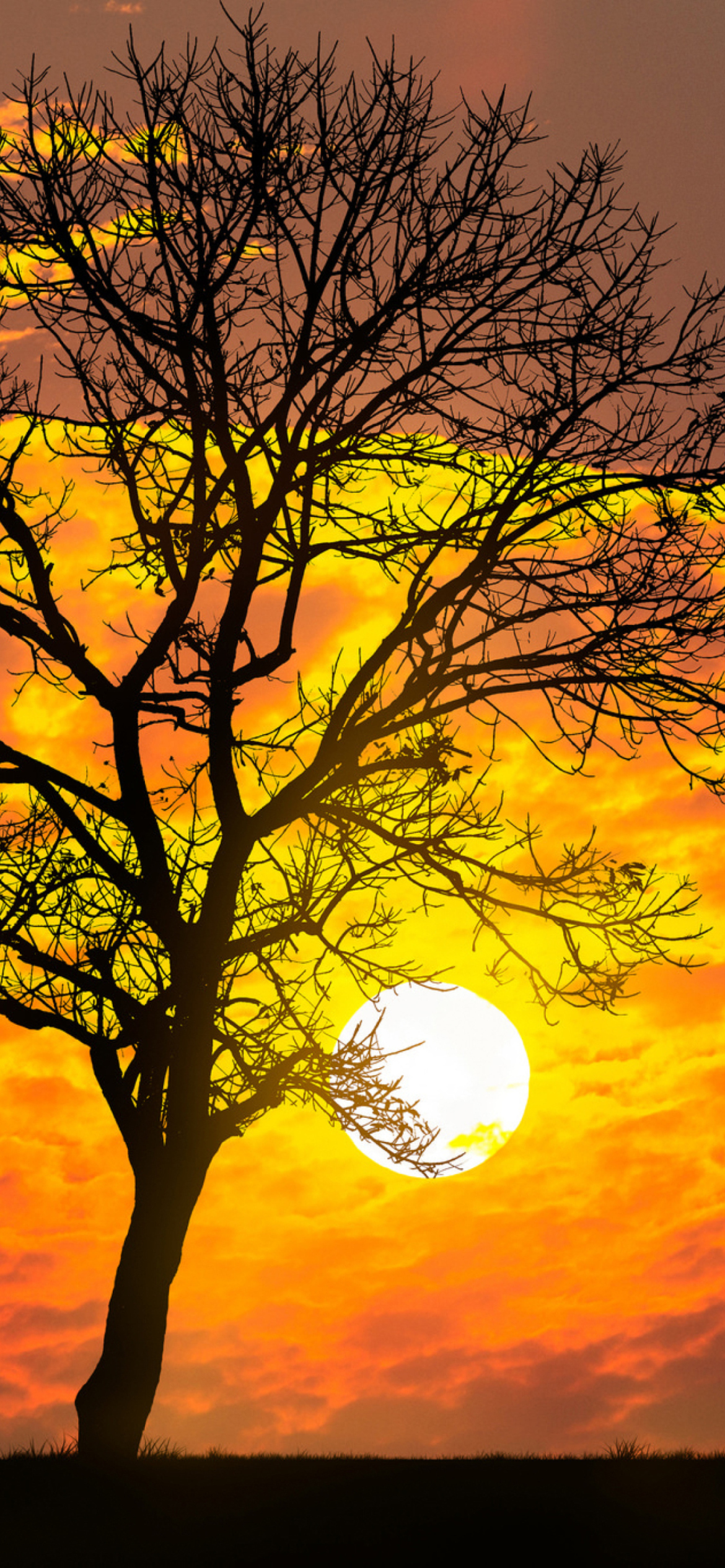 Sunset Behind Branches wallpaper 1170x2532
