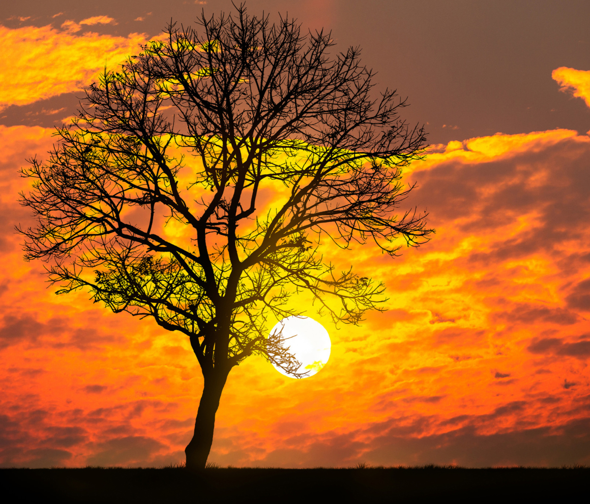 Обои Sunset Behind Branches 1200x1024