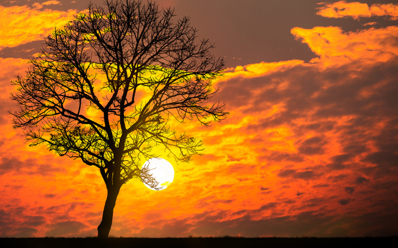 Fondo de pantalla Sunset Behind Branches 1280x800