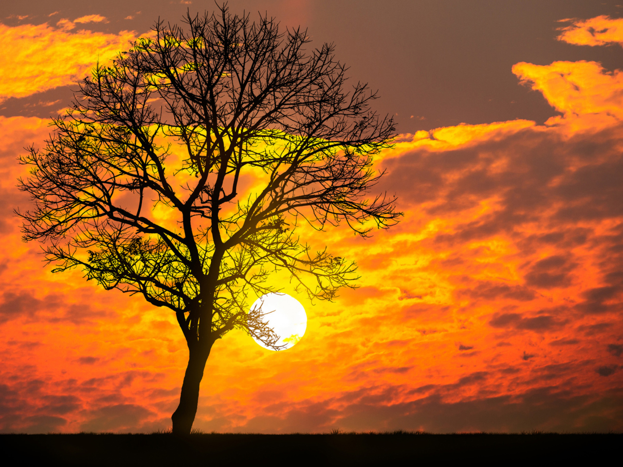 Sunset Behind Branches wallpaper 1280x960