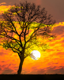 Sunset Behind Branches wallpaper 128x160